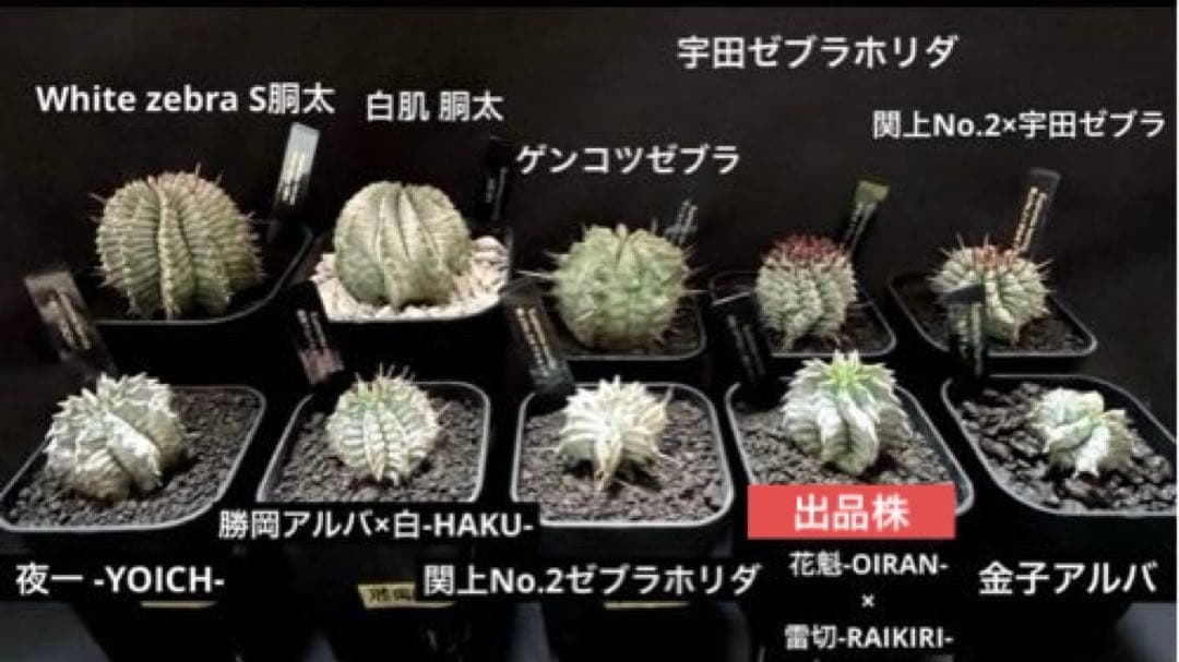 ユーフォルビアホリダ 花魁-OIRAN-×雷切-RAIKIRI- カキ子