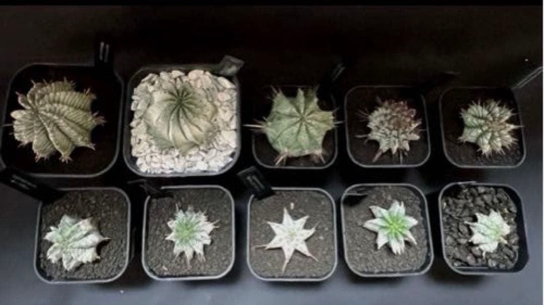 ユーフォルビアホリダ 花魁-OIRAN-×雷切-RAIKIRI- カキ子