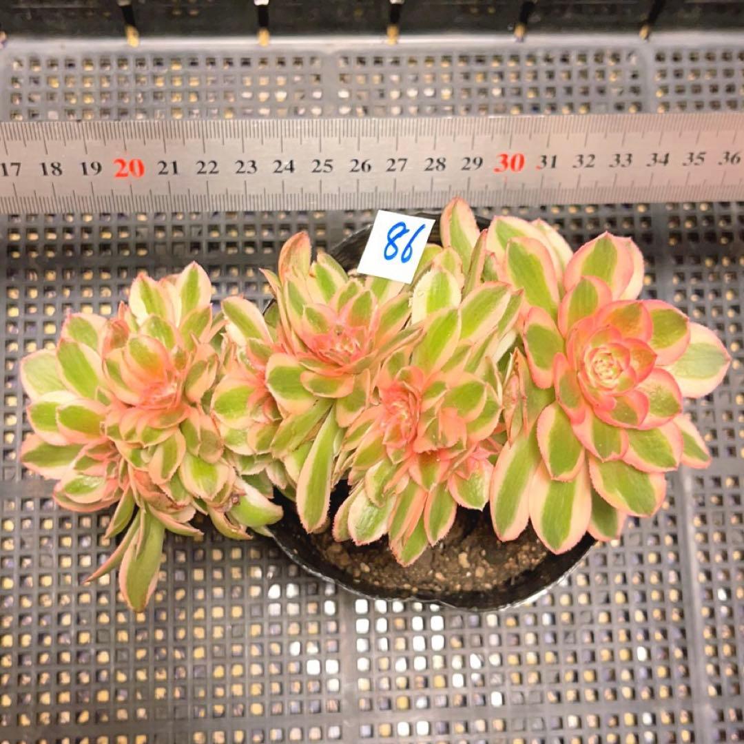 86#多肉植物アエオニウム錦❤️ ライチ錦セッカ ❤️18cm拔き苗