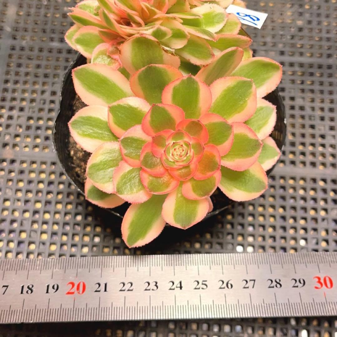 86#多肉植物アエオニウム錦❤️ ライチ錦セッカ ❤️18cm拔き苗