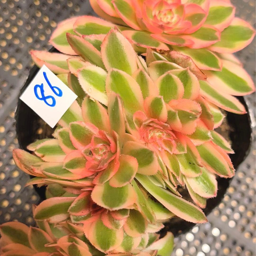 86#多肉植物アエオニウム錦❤️ ライチ錦セッカ ❤️18cm拔き苗
