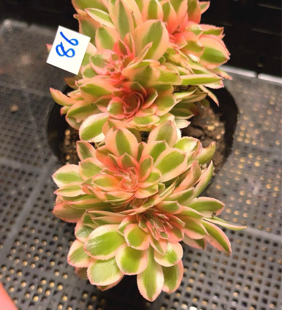 86#多肉植物アエオニウム錦❤️ ライチ錦セッカ ❤️18cm拔き苗