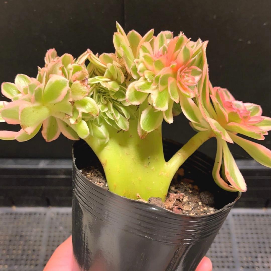 86#多肉植物アエオニウム錦❤️ ライチ錦セッカ ❤️18cm拔き苗