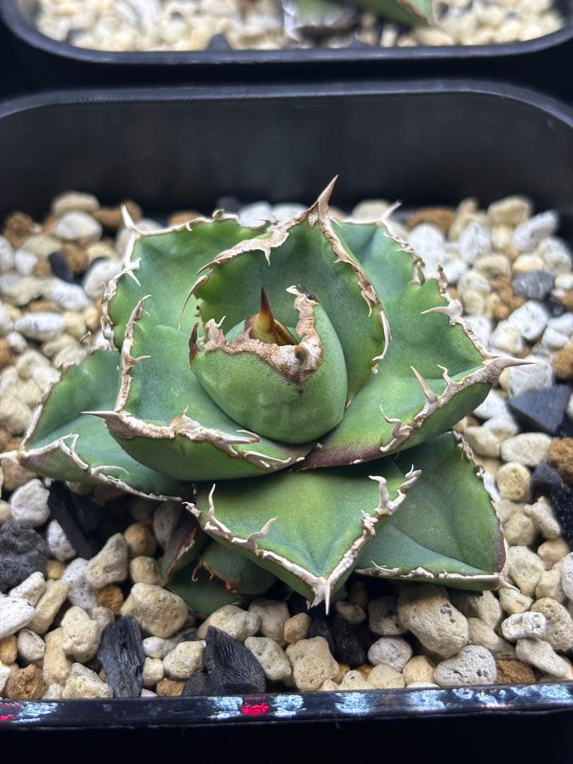 アガベ　清櫻　現物