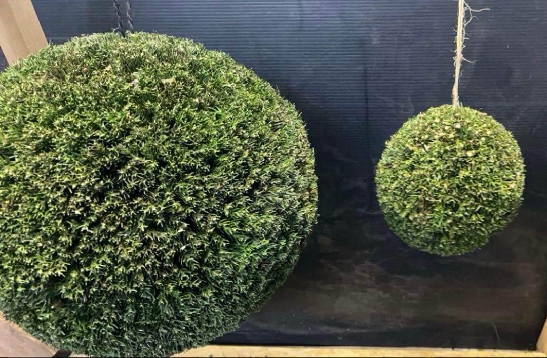 杉玉　約30センチ‼️縁起物　丸くて幸せ　家族円満♪