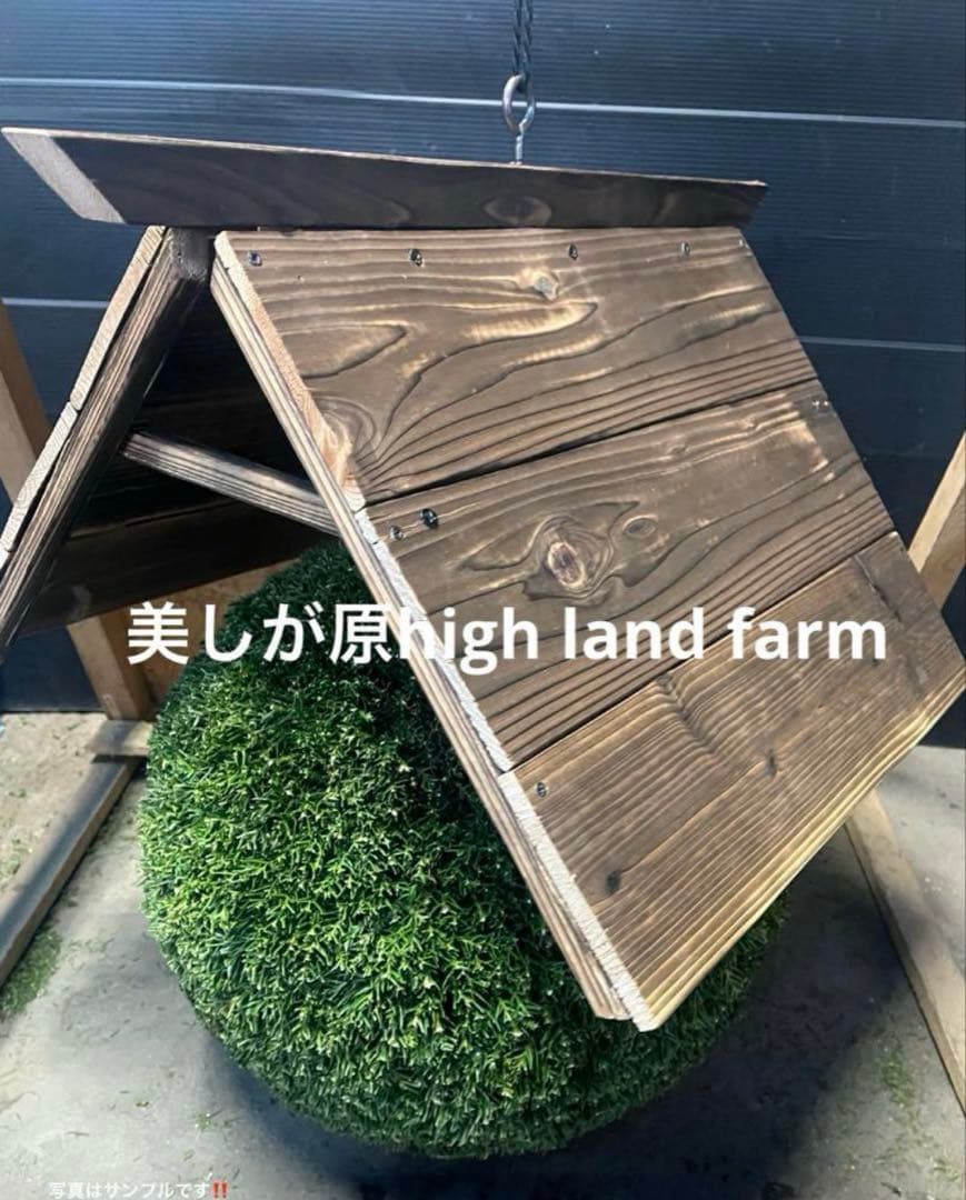 杉玉　約30センチ‼️縁起物　丸くて幸せ　家族円満♪