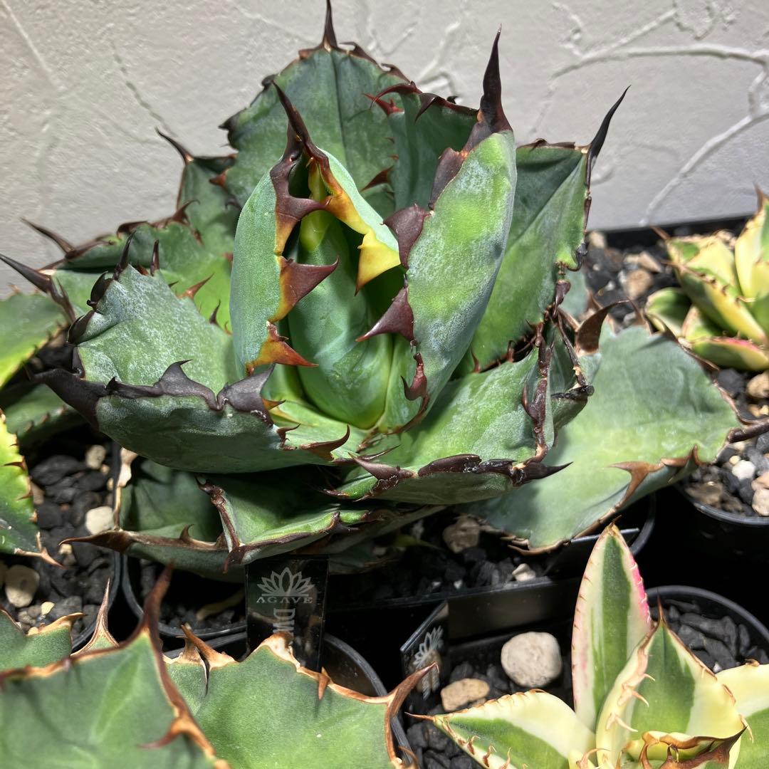 販売休止中です、胴切りチタノタ　ブラックアンドブルー