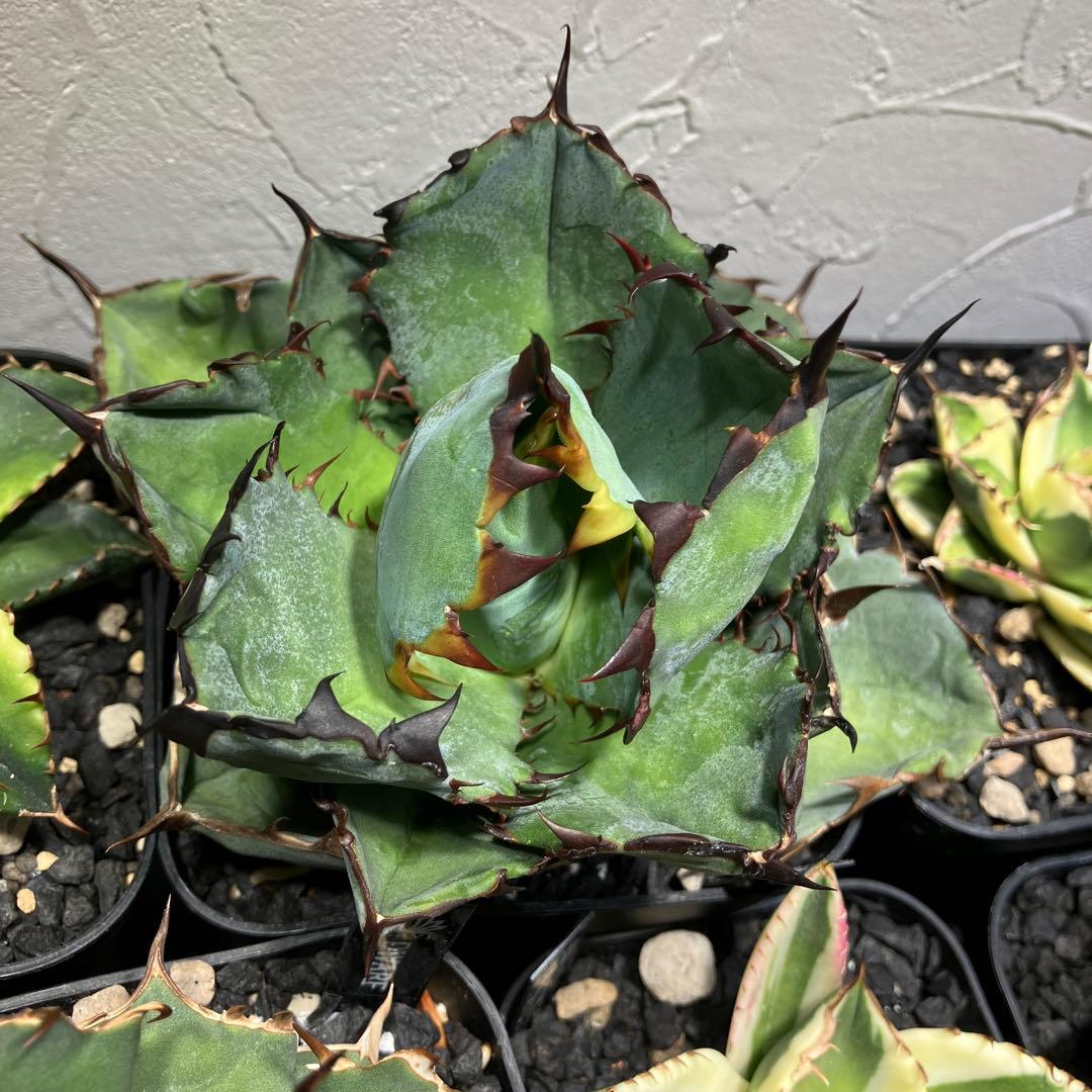 販売休止中です、胴切りチタノタ　ブラックアンドブルー