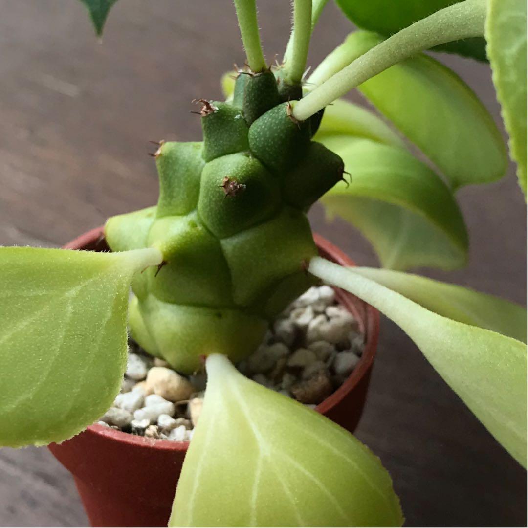 多肉植物^o^  希少❣️リチェイ錦