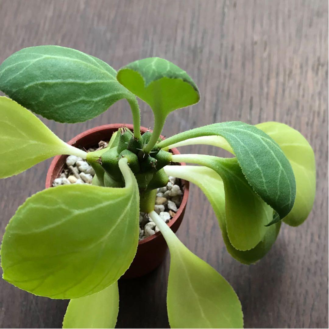 多肉植物^o^  希少❣️リチェイ錦