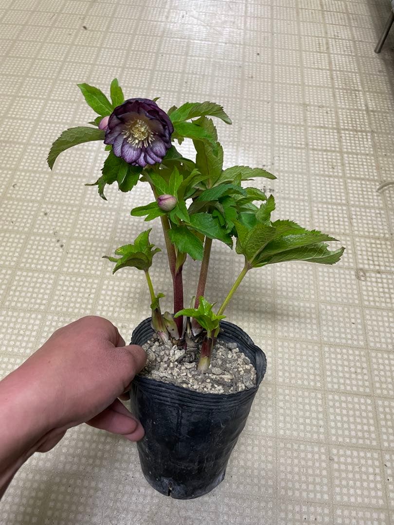 26-114 カップ咲きレッドイルミリオン交配 加藤農園クリスマスローズ