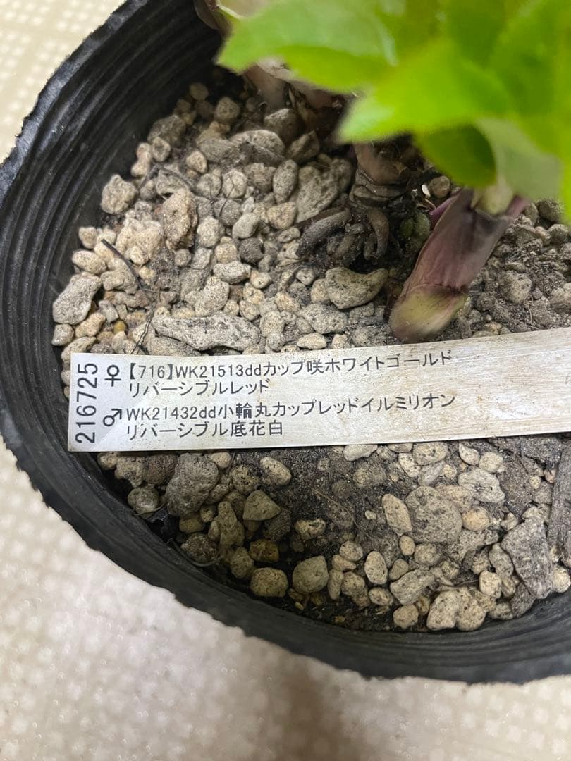 26-114 カップ咲きレッドイルミリオン交配 加藤農園クリスマスローズ