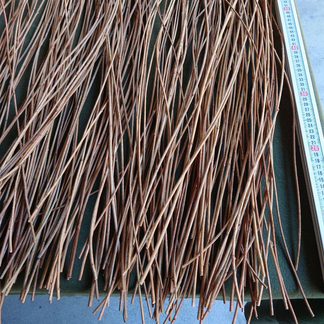 アケビの蔓(根蔓ランナー）