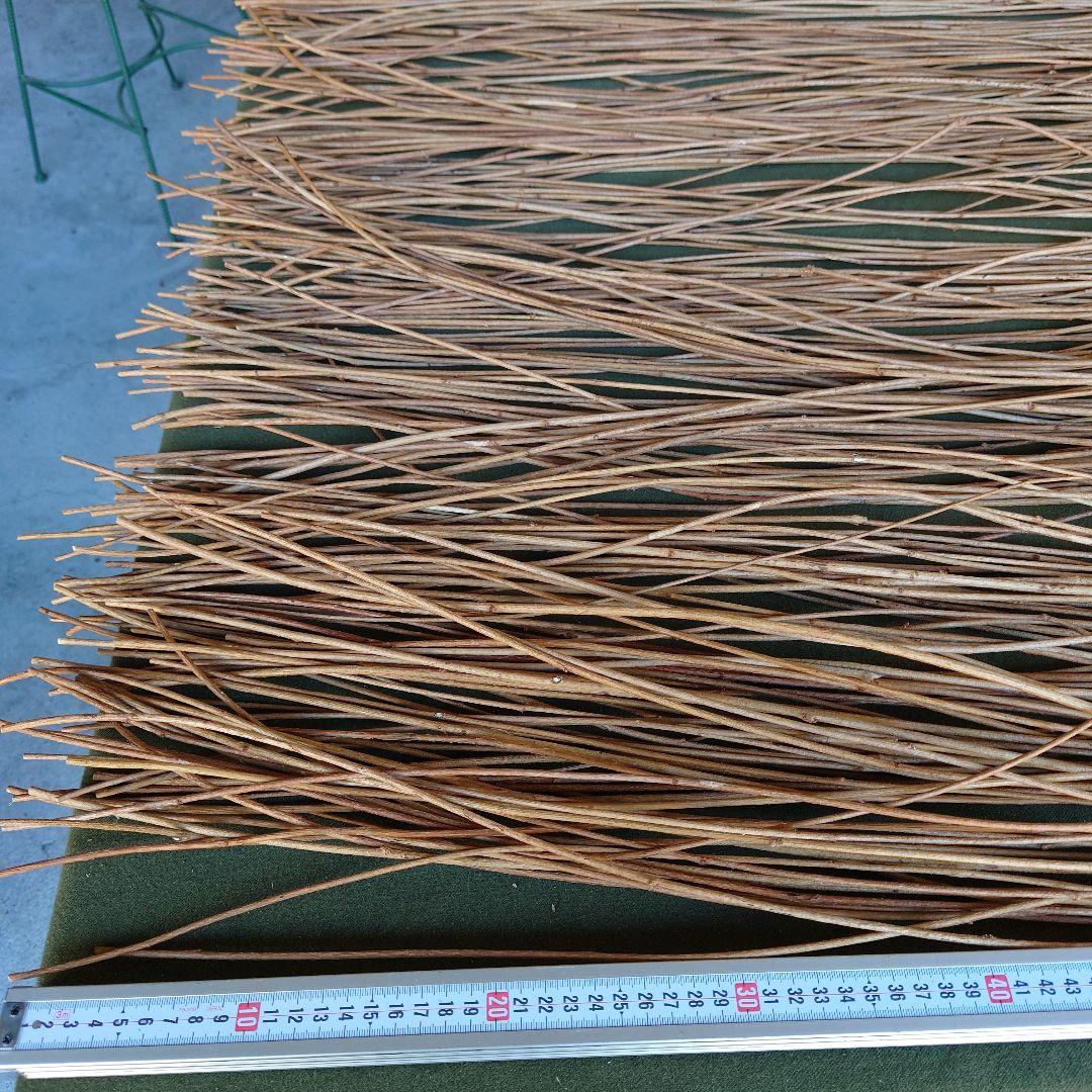 アケビの蔓(根蔓ランナー）