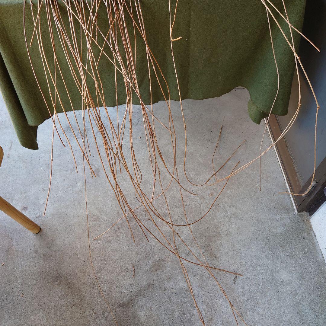 アケビの蔓(根蔓ランナー）