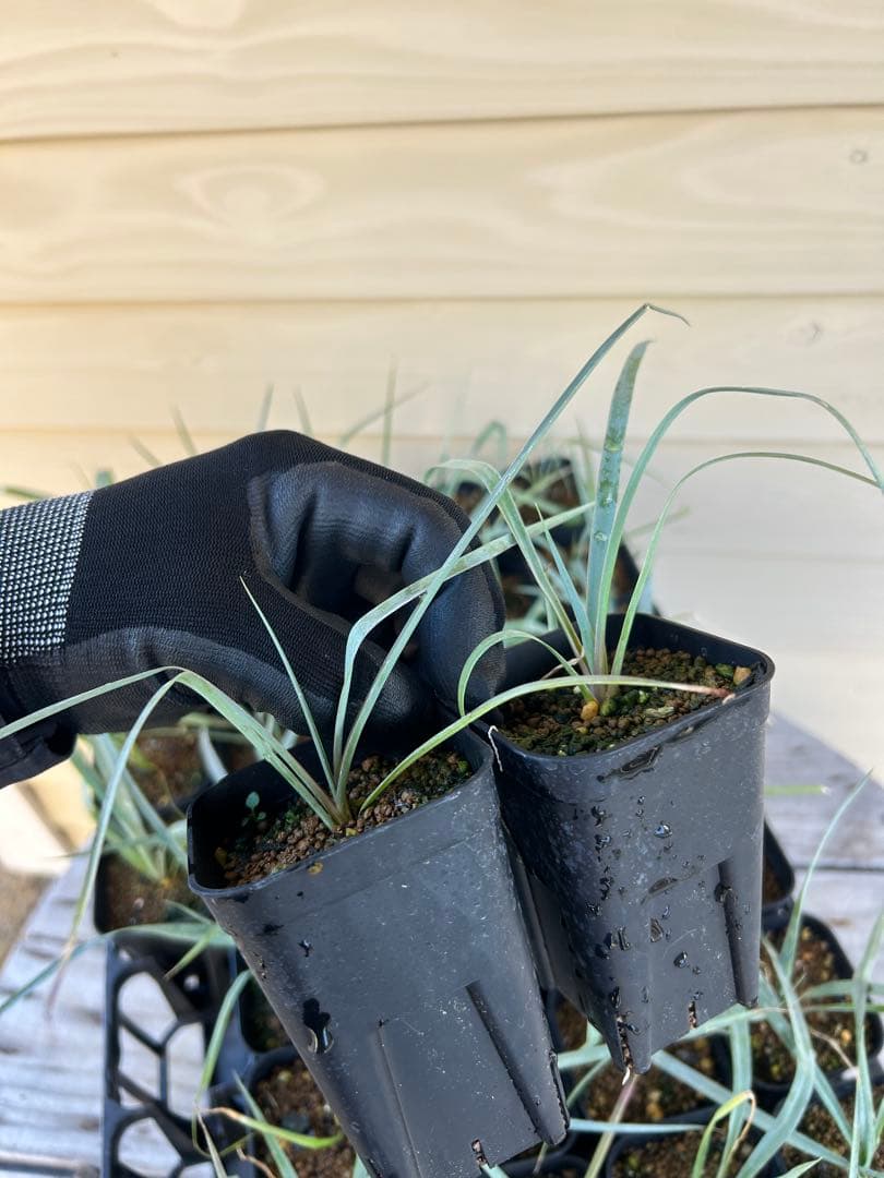 耐寒性ユッカ　ロストラータ　15株鉢植え発送