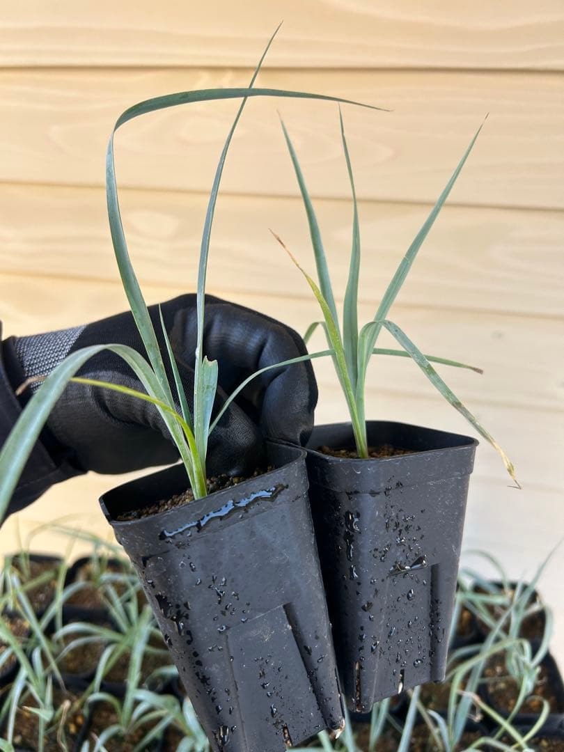 耐寒性ユッカ　ロストラータ　15株鉢植え発送