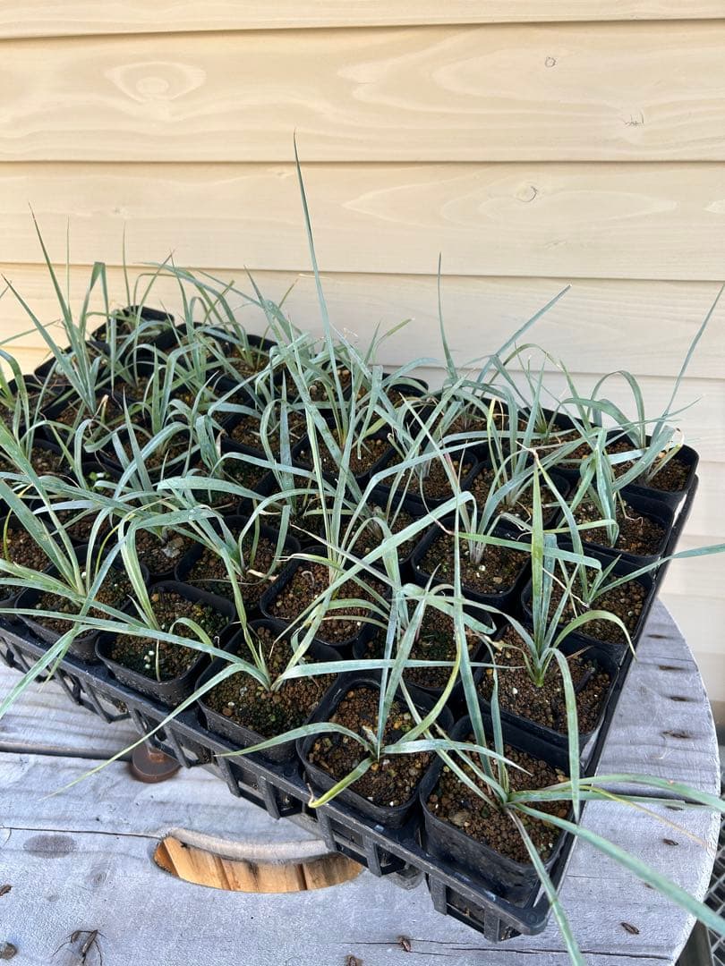 耐寒性ユッカ　ロストラータ　15株鉢植え発送