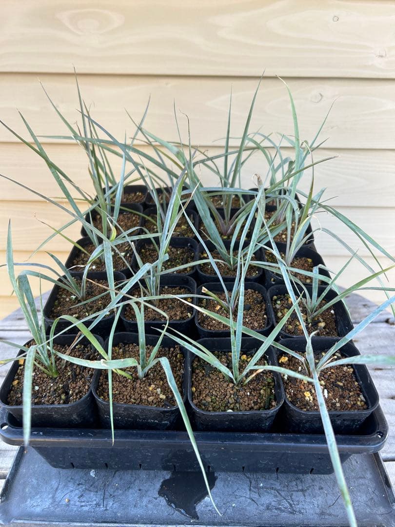 耐寒性ユッカ　ロストラータ　15株鉢植え発送