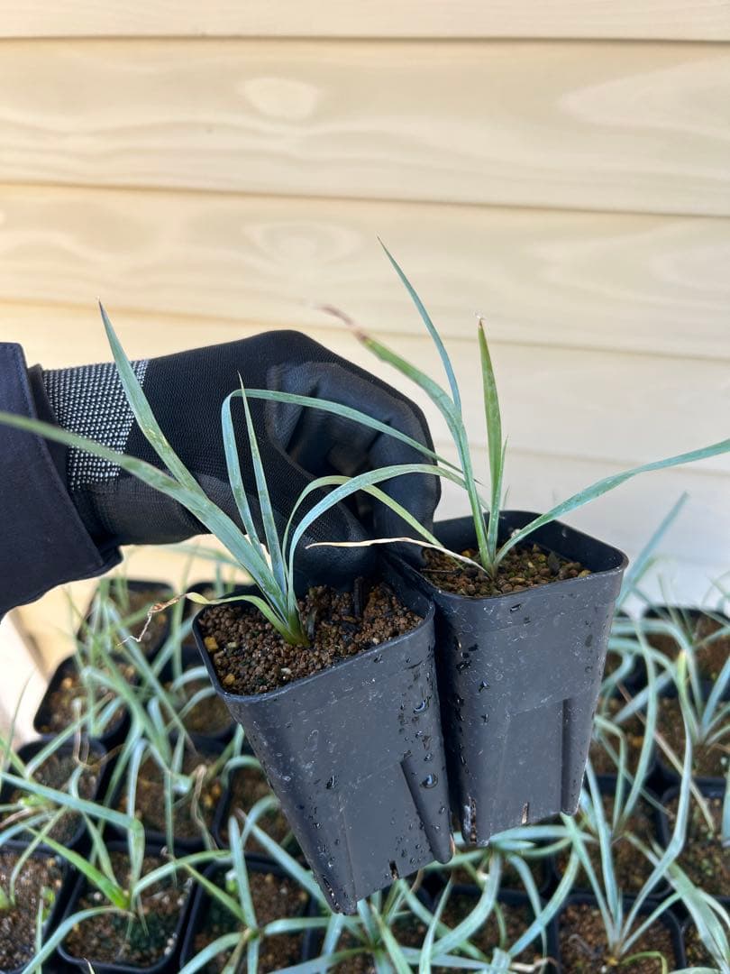 耐寒性ユッカ　ロストラータ　15株鉢植え発送