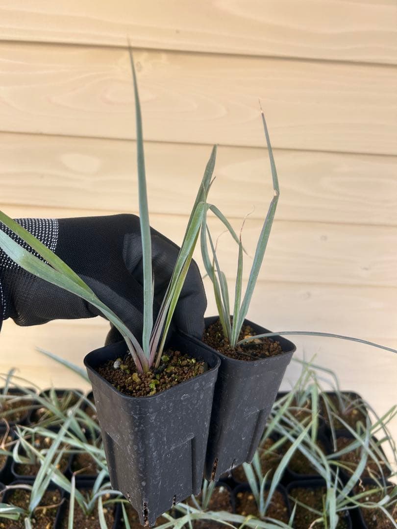 耐寒性ユッカ　ロストラータ　15株鉢植え発送