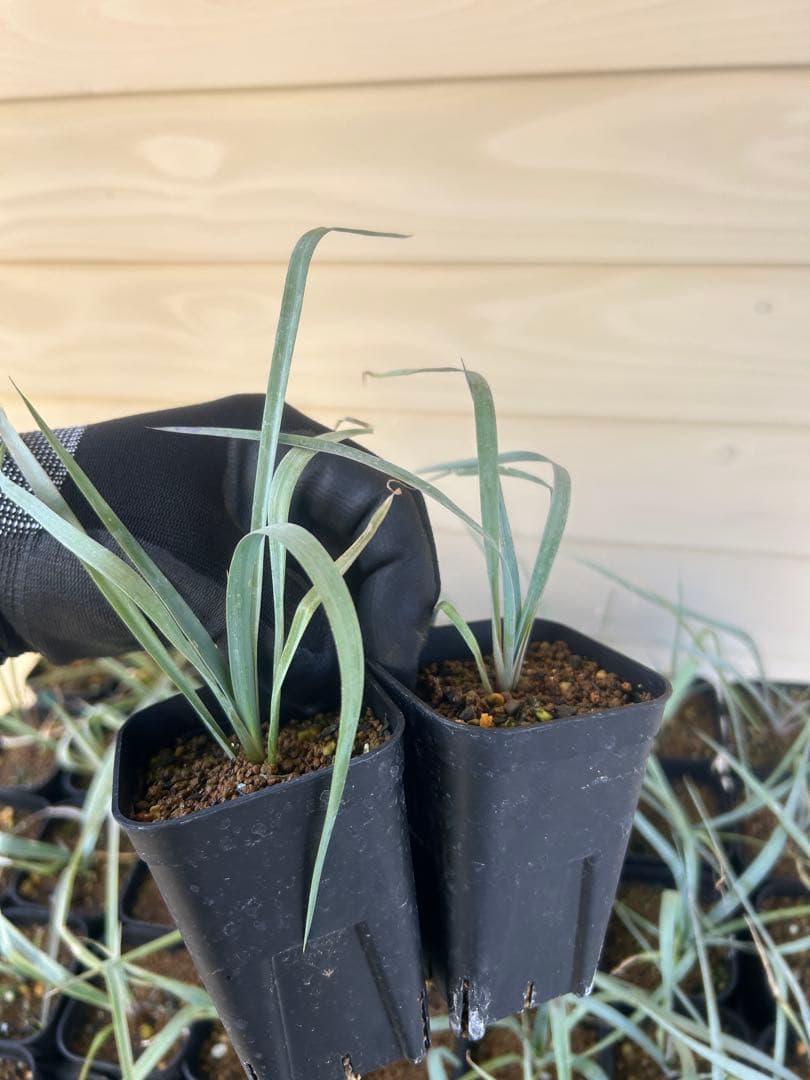 耐寒性ユッカ　ロストラータ　15株鉢植え発送