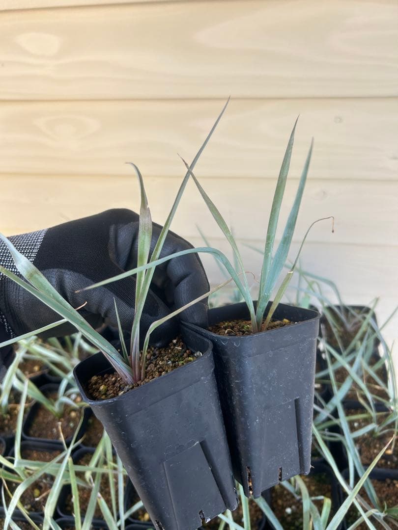 耐寒性ユッカ　ロストラータ　15株鉢植え発送
