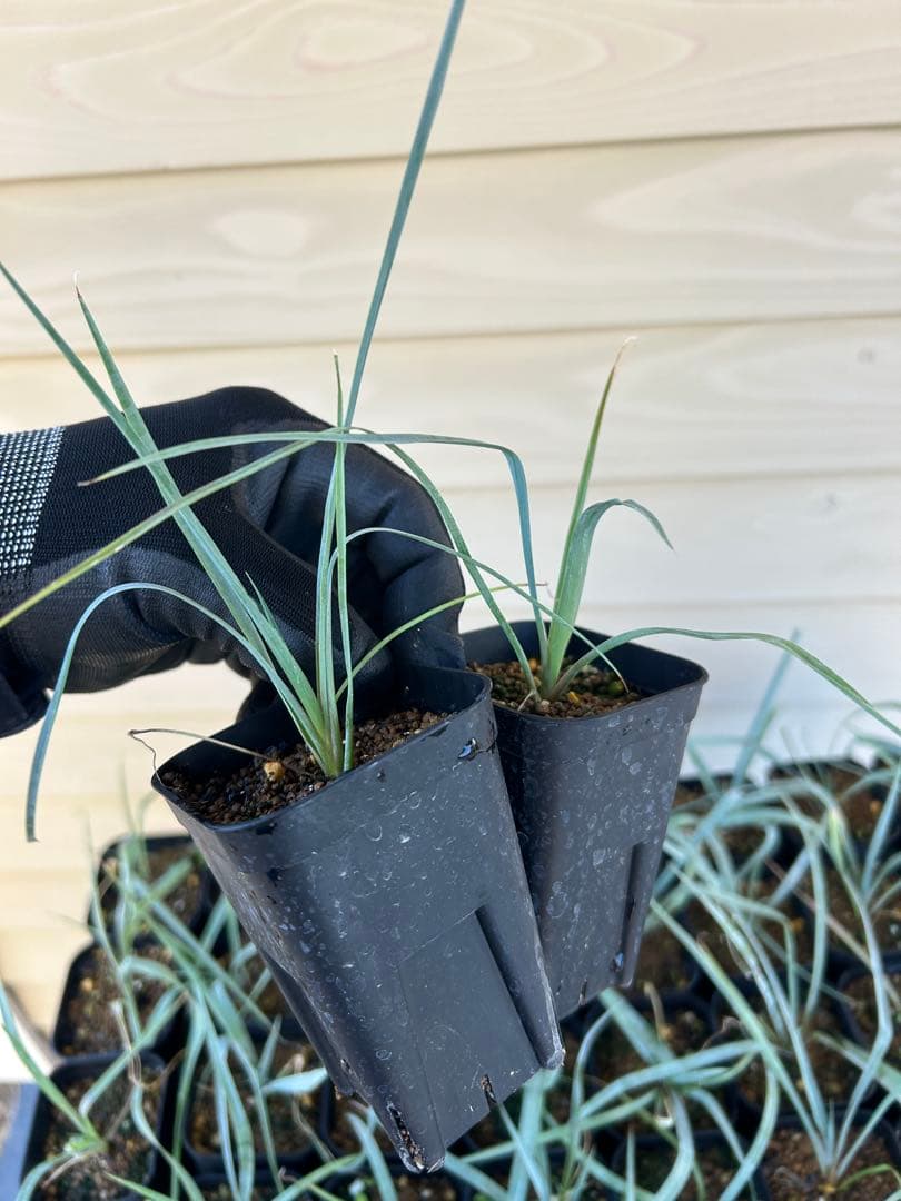 耐寒性ユッカ　ロストラータ　15株鉢植え発送