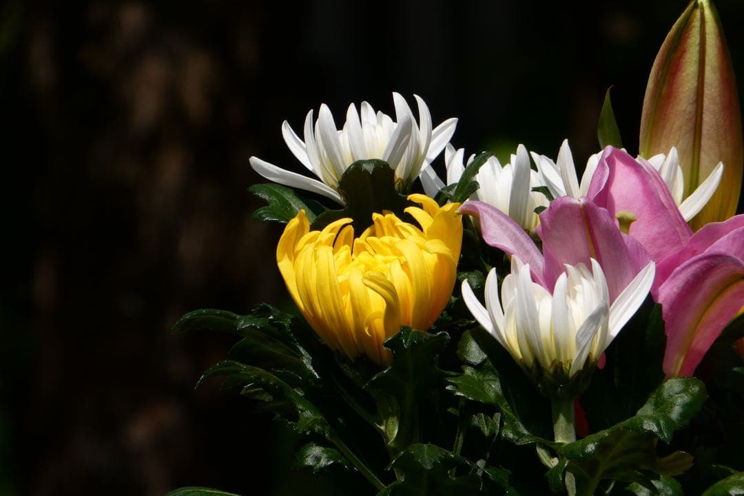 富士フイルム(FUJIFILM) フジノン 望遠レンズXC50-230mm