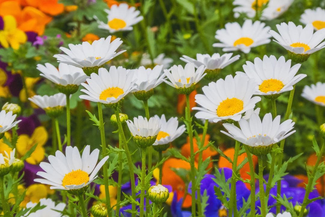 富士フイルム(FUJIFILM) フジノン 望遠レンズXC50-230mm