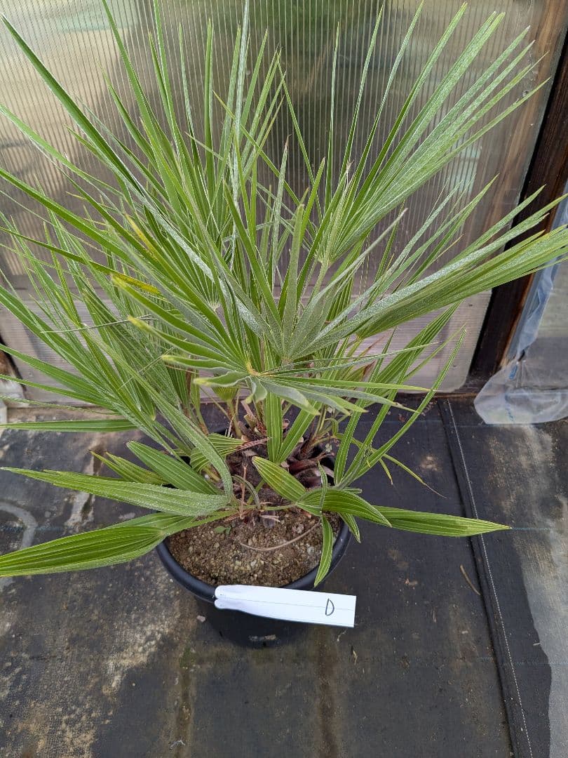 値下げしました！現品販売　チャメロプス　フリミス　8号大株　D