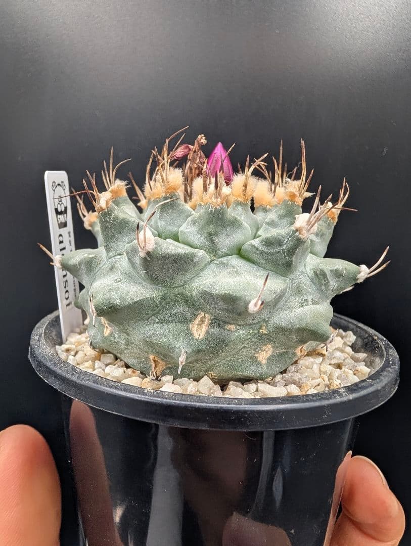 アロンソイ 種付き 鉢植え メルカリ便送料込み