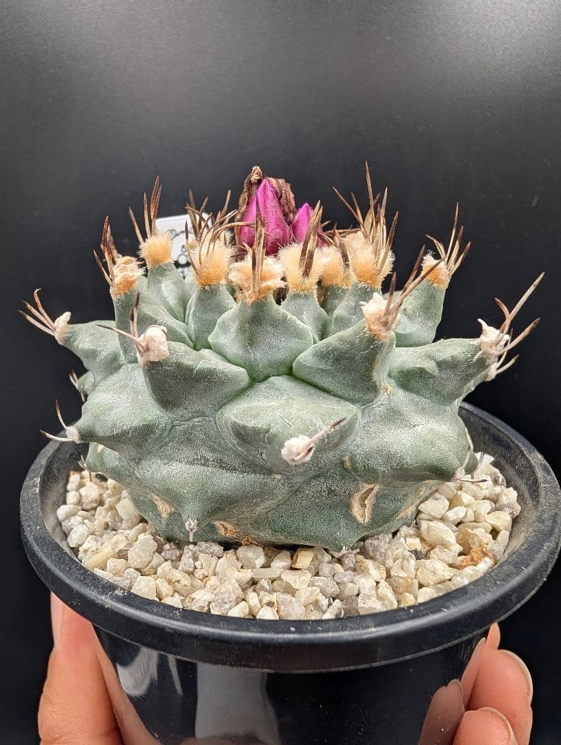 アロンソイ 種付き 鉢植え メルカリ便送料込み
