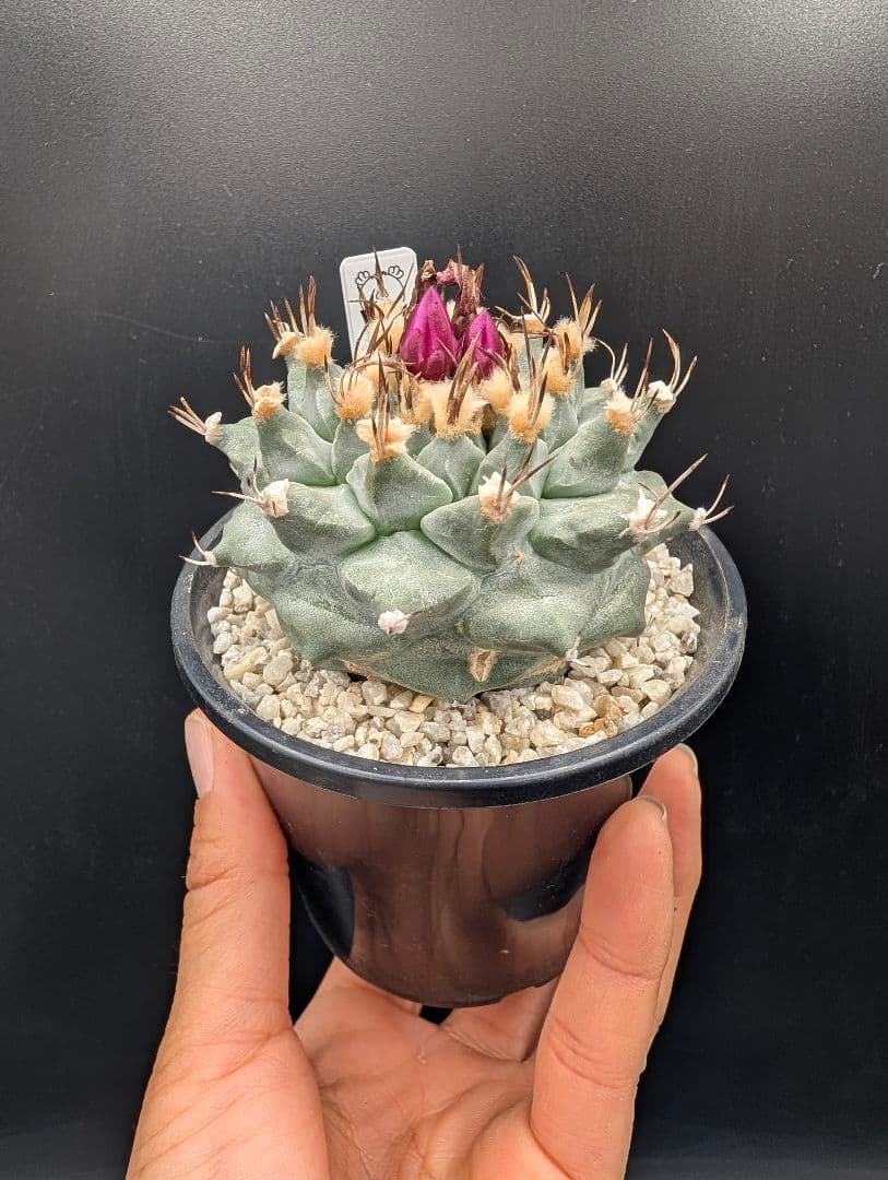 アロンソイ 種付き 鉢植え メルカリ便送料込み