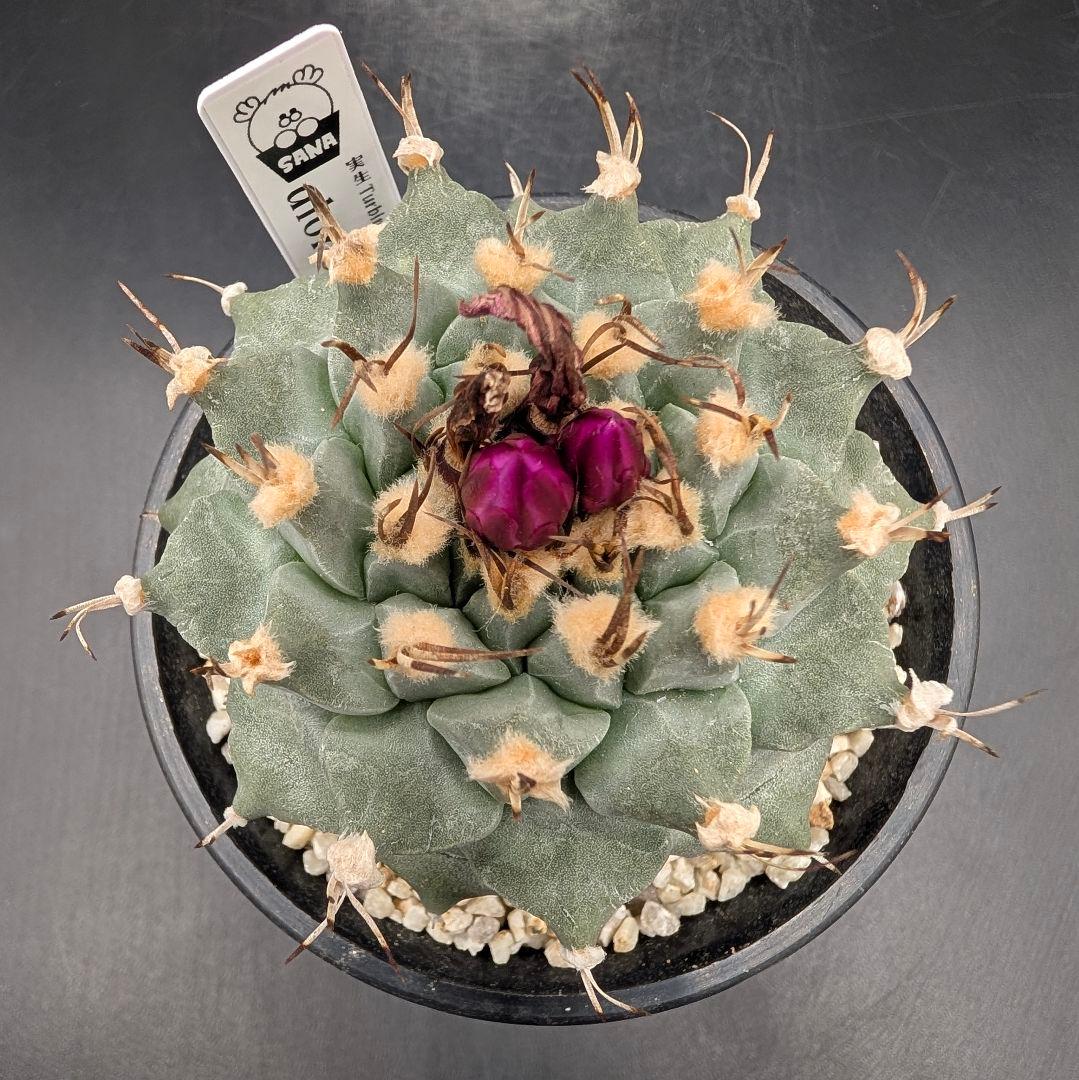 アロンソイ 種付き 鉢植え メルカリ便送料込み