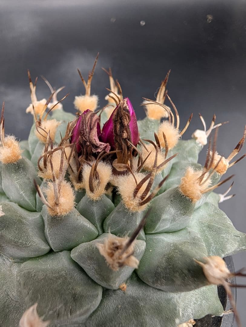 アロンソイ 種付き 鉢植え メルカリ便送料込み