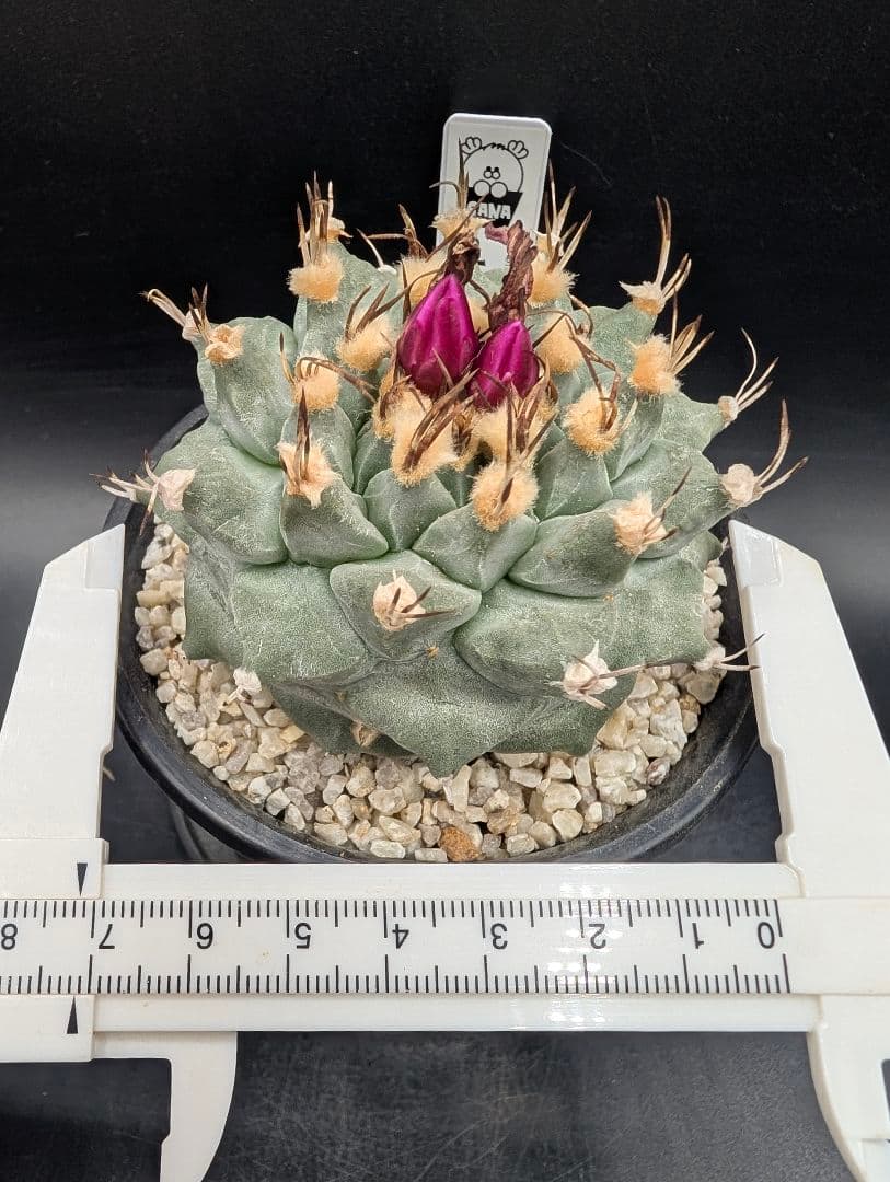 アロンソイ 種付き 鉢植え メルカリ便送料込み