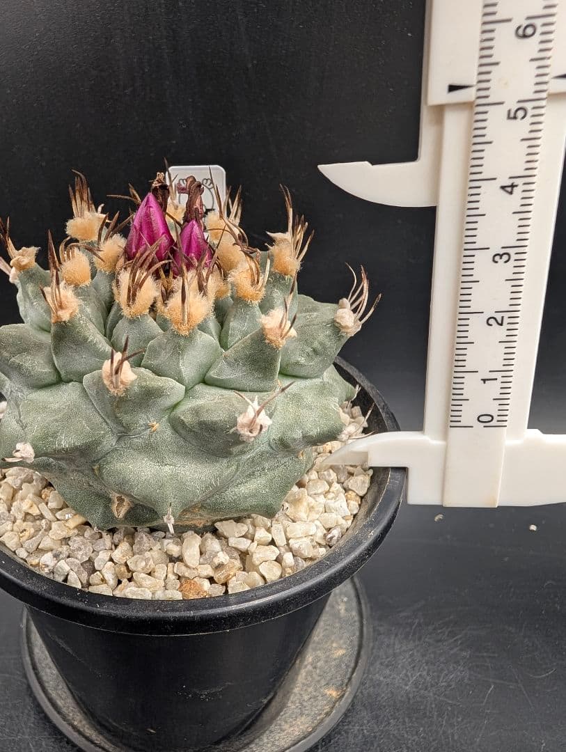 アロンソイ 種付き 鉢植え メルカリ便送料込み