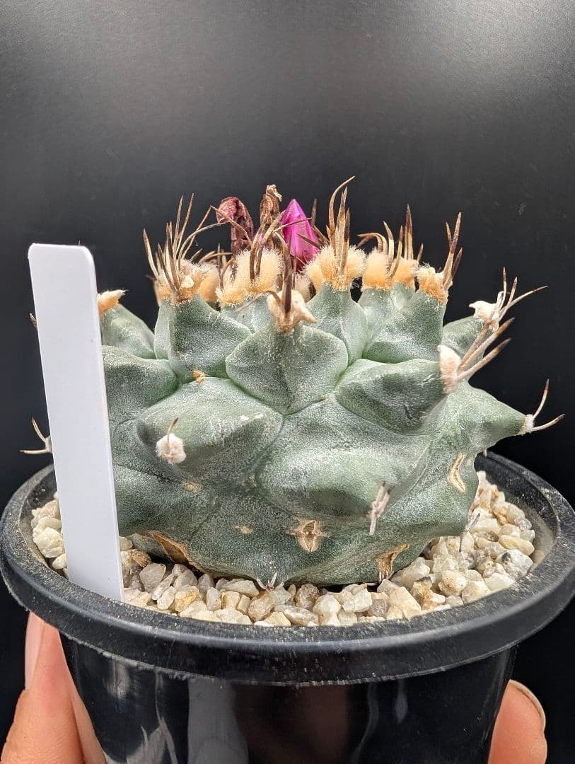 アロンソイ 種付き 鉢植え メルカリ便送料込み