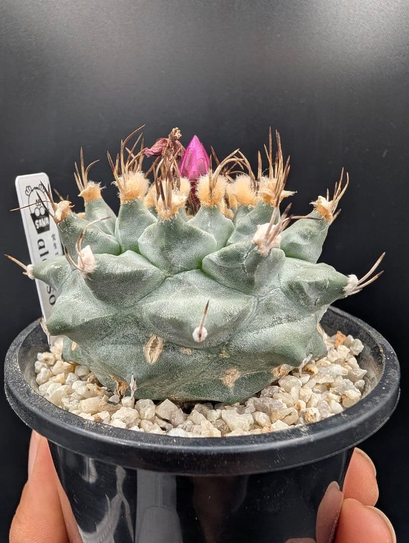 アロンソイ 種付き 鉢植え メルカリ便送料込み