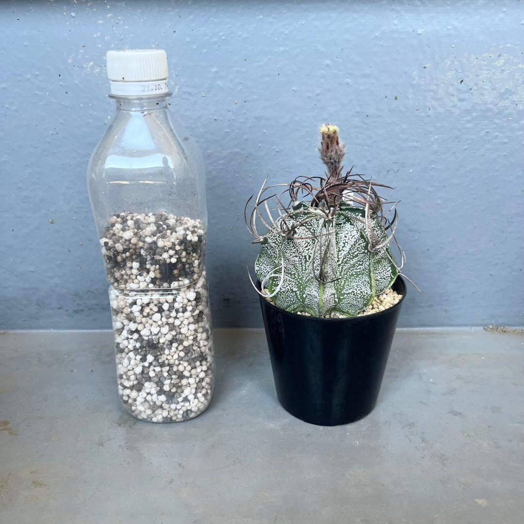 アストロフィツム 白瑞鳳玉 美株　astrophytum 棘　多肉植物　サボテン