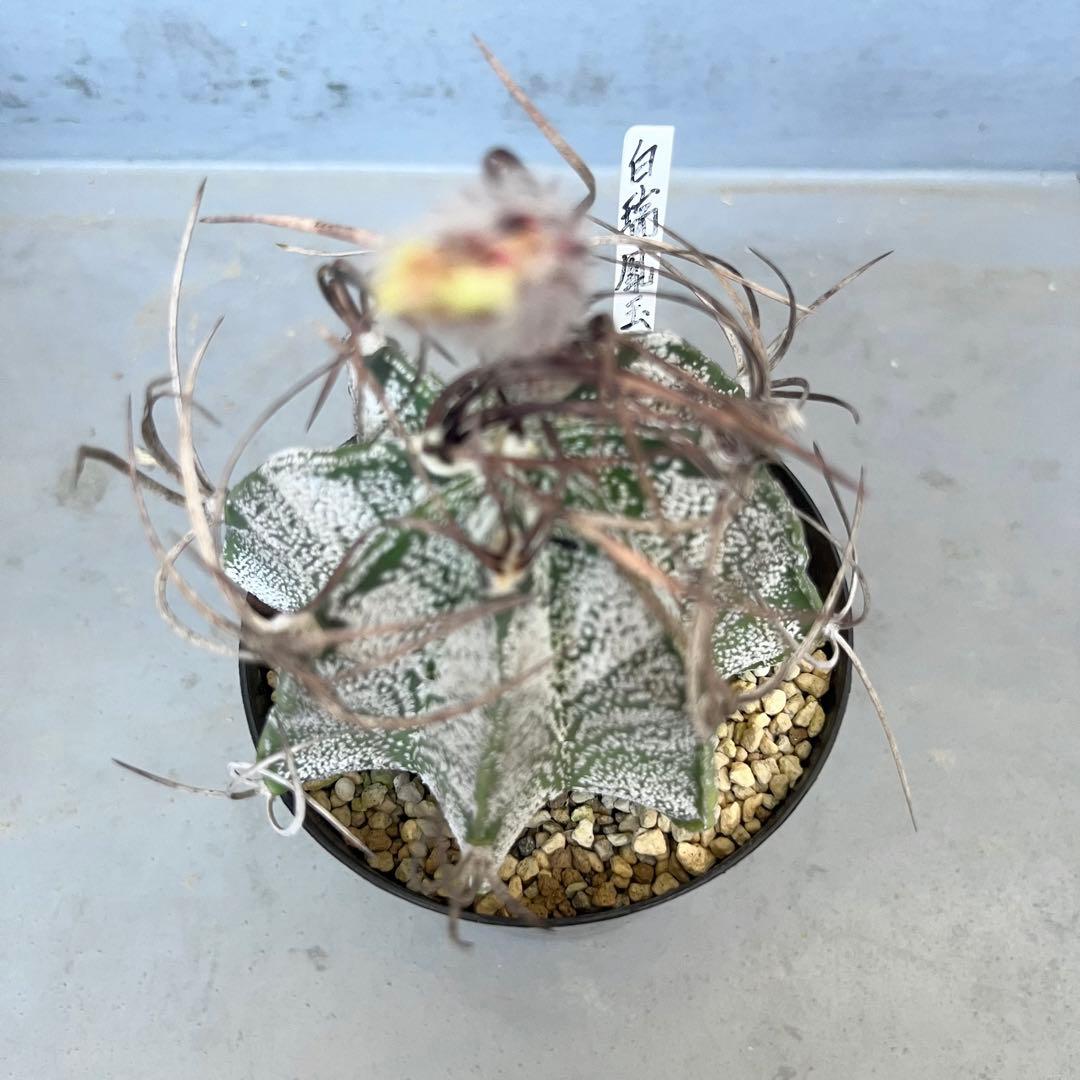 アストロフィツム 白瑞鳳玉 美株　astrophytum 棘　多肉植物　サボテン