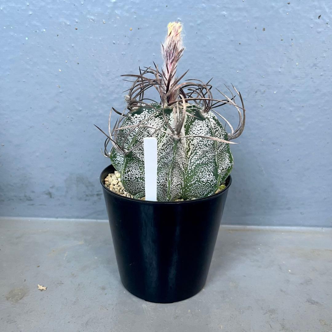 アストロフィツム 白瑞鳳玉 美株　astrophytum 棘　多肉植物　サボテン
