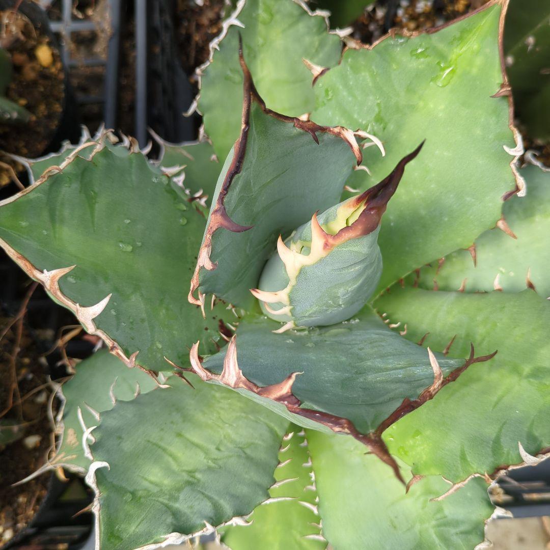 アガベ　チタノタナンバーワン　南覇王　強鋸歯 大株　美株　ドライガーデン