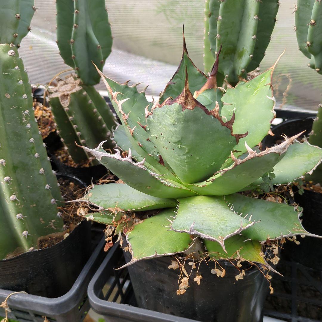 アガベ　チタノタナンバーワン　南覇王　強鋸歯 大株　美株　ドライガーデン