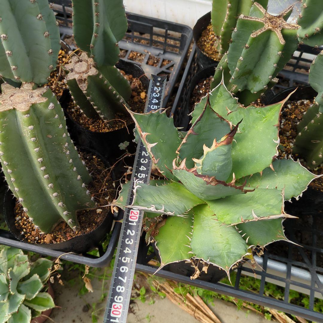 アガベ　チタノタナンバーワン　南覇王　強鋸歯 大株　美株　ドライガーデン