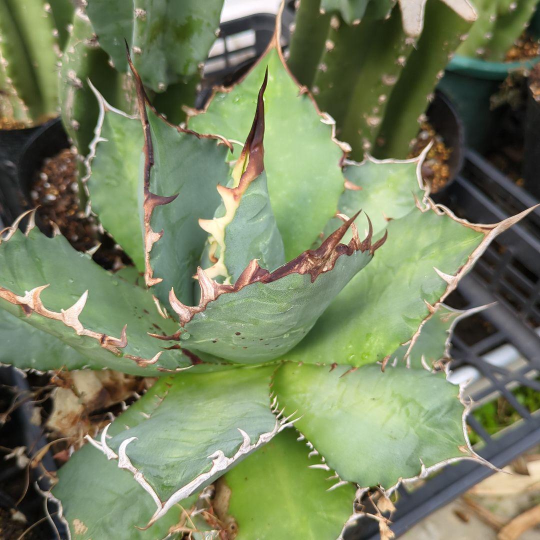 アガベ　チタノタナンバーワン　南覇王　強鋸歯 大株　美株　ドライガーデン