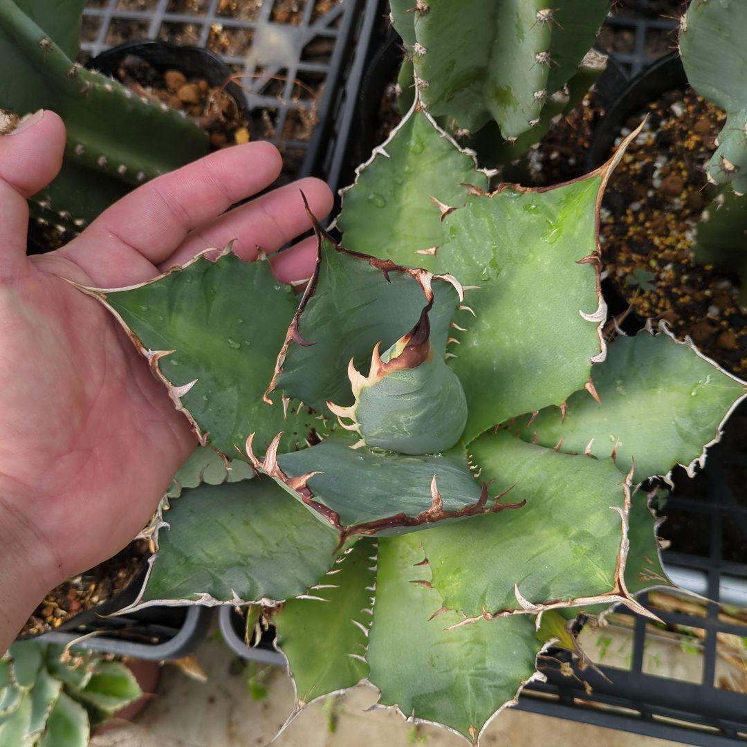 アガベ　チタノタナンバーワン　南覇王　強鋸歯 大株　美株　ドライガーデン