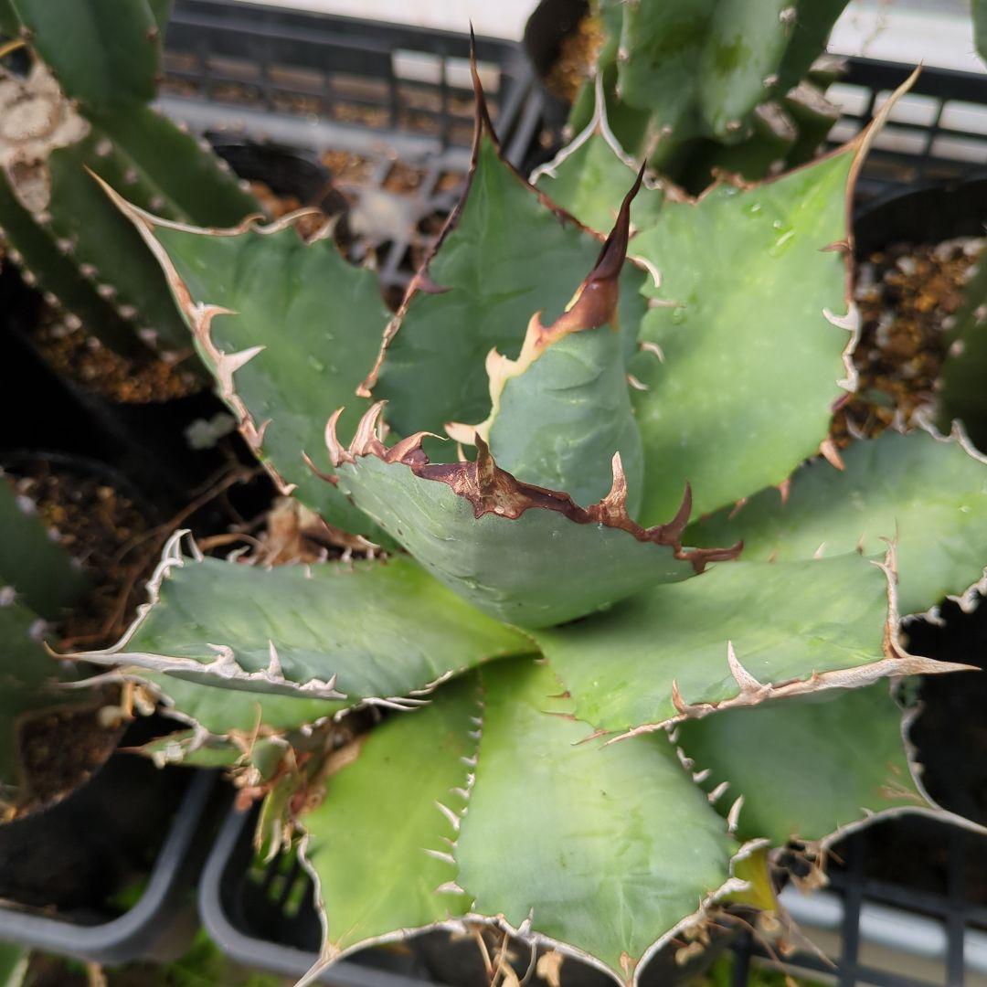 アガベ　チタノタナンバーワン　南覇王　強鋸歯 大株　美株　ドライガーデン