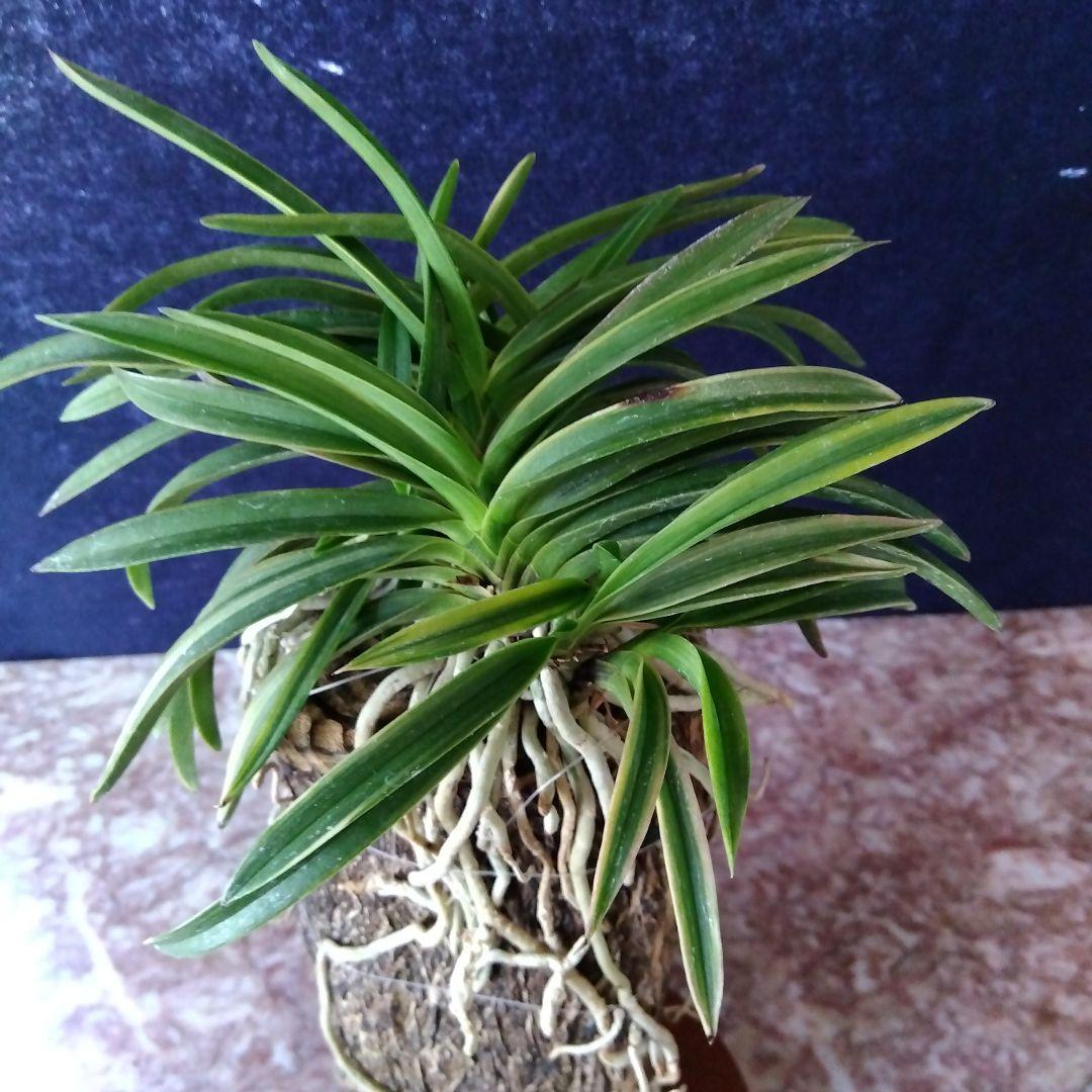 風蘭、富貴蘭、長生蘭